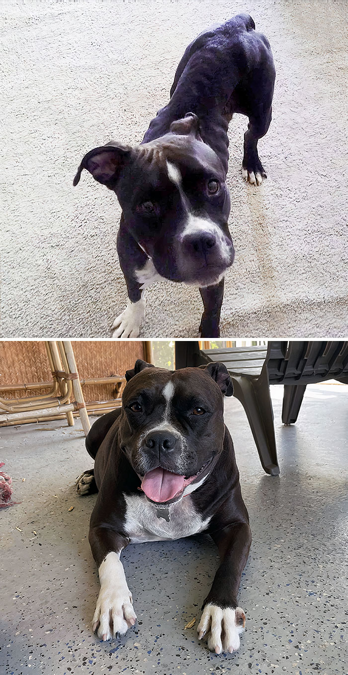 Hard To Believe This Is The Same Dog