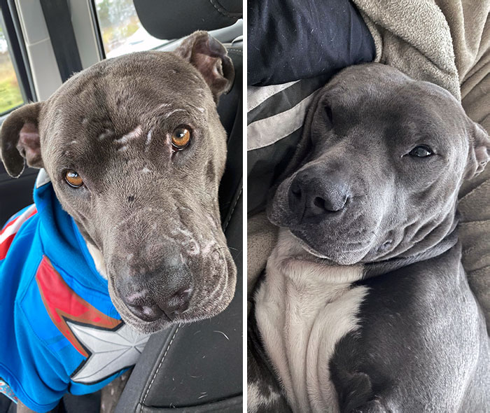 I Rescued This Very Good Boy, Arnold. He Looks So Handsome In His Sweater