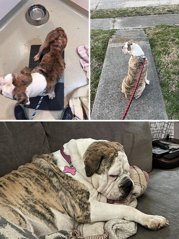 My Wife And I Saw A Post About Her And Her Puppies Needing A Foster Home