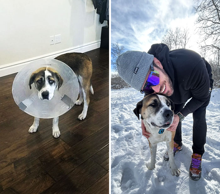 We Don't Know Much About What This Big Guy Has Been Through. But He Has A Bullet In His Back Leg And Is Scared Of Loud Noises. But He's As Happy As Can Be Now