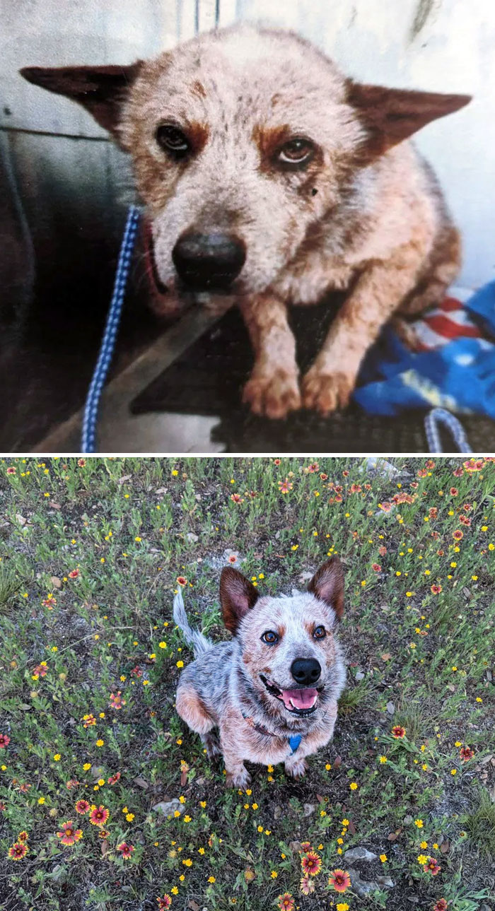 This Is Brisket. The First Time We Saw Him, He Had A Terrible Flea Allergy And Lost Fur. Despite That, We Still Took Him Home The Next Day After Meeting Him