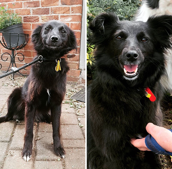 The Day She Arrived From The Shelter Nervous, Skinny, And Stinky To A Year Later