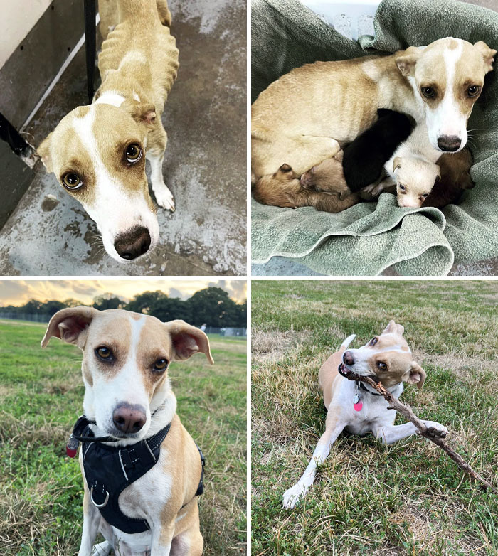 Ronnie Was Starving, Shot With BB Pellets, And Heartworm Positive. Now She's Our Beloved Darling, Goofy Princess. I've Never Had A Sweeter Dog