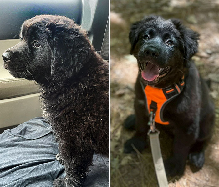 I Found Him Abandoned By The Road. Now Look At Him. He's The Best