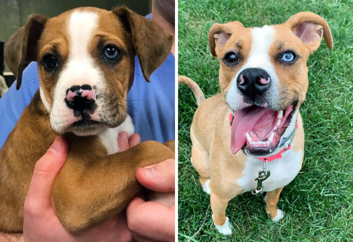 Willow Was The Runt Of Her Litter, Dumped In A Box By The Road, And Was Scheduled For Euthanizia. Now We're Best Friends And Birthday Buddies