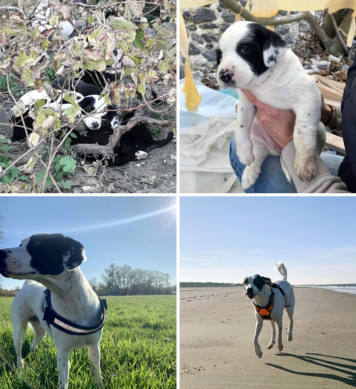 The Sad Reality Of A Lovely Island Santorini, Greece. Luckily My Dog And Her Brothers Got Rescued By A Great Organization. Before vs. After