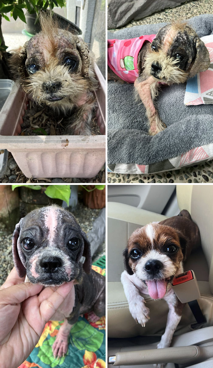 Before vs. After I Found Her. She Really Wants To Heal