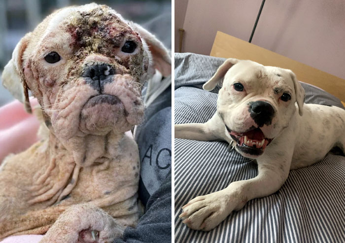 We Are Trying To Give This Baby The Best Life. We're Still Working Through Her Issues, But Her Indomitable Spirit Keeps Us Going. She's My Role Model. Before vs. After