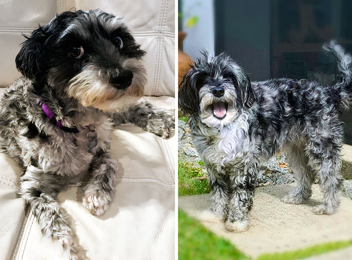 Seamus Was Skin And Bones, Covered In Dreadlocks And Fleas When We Rescued Him. We Cleaned Him Up And Gave Him Lots Of Love. Now He's As Happy As Can Be