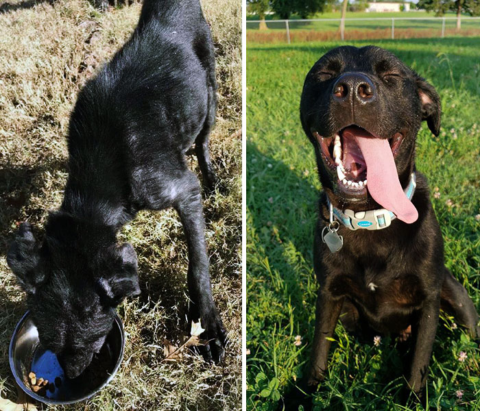 Chupacabra Before vs. After Finding A Forever Home