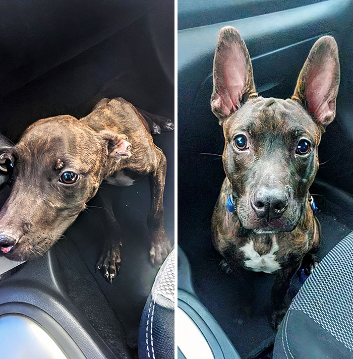 When I Found Fred On The Side Of The Road, He Was Skittish, Neurotic, And Sweet As He Could Be. One Month Later, He's Still All Those Things, But Now He's Fat Too