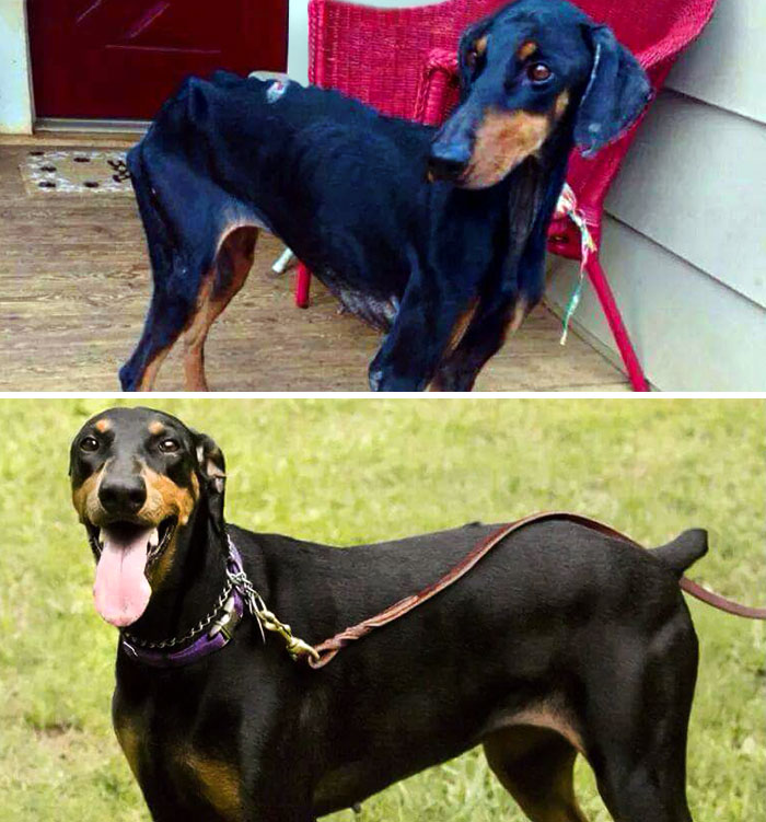 Maya The Day She Was Rescued From A Neglect And Abusive Situation vs. The Day I Adopted Her