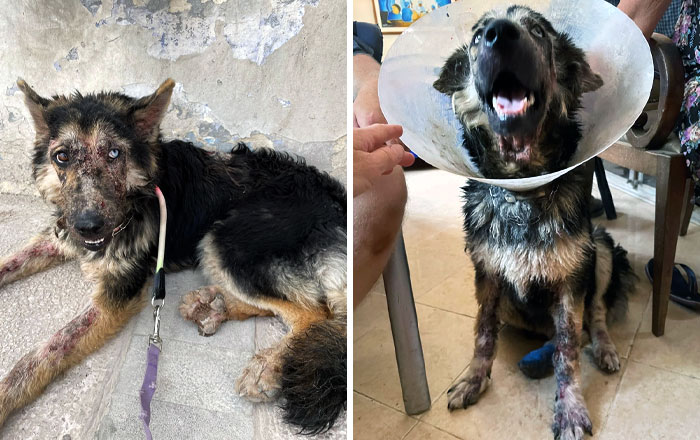 We Rescued This Beautiful Girl. She Still Has Some Sores, Cuts, And Bruises, But We Got Rid Of All The Worms On Her Leg, And She Is No Longer In So Much Pain