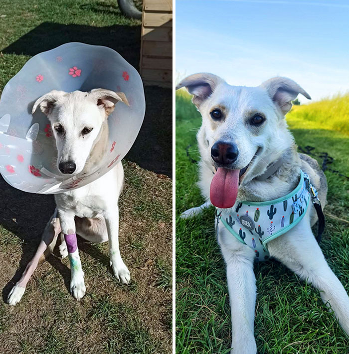 Belcho, Our Gorgeous Bulgarian Street Dog Before And One Year After His Adoption