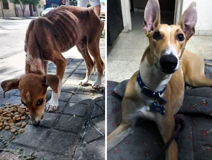 Today Marks 8 Months Of Our First Meeting. We Love You, Ekko. Before vs. After