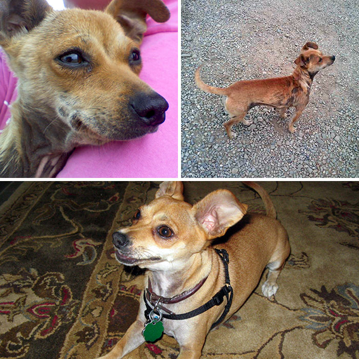 She Was Hours From Death. The Smell Was Enough To Make A Person Gag. It Took A Good Two Years For Her Fur To Come In And The Smell To Go Away. Before And After