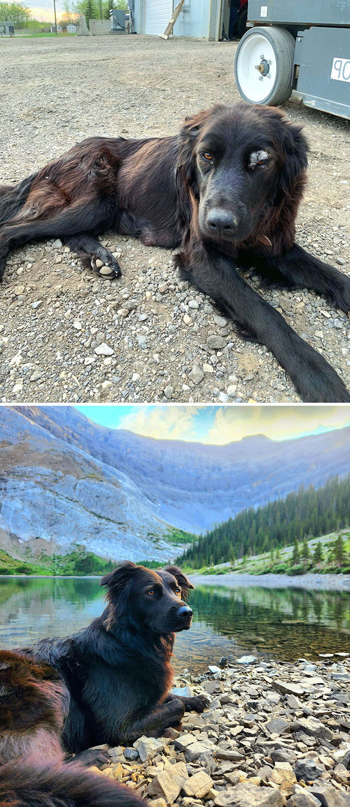 Jess's Transformation. She Was A Stray, Emaciated, Had A Ringworm Infection On Her Eyebrow, And Was 34 Lbs When We Found Her. May 2021 vs. August 2022