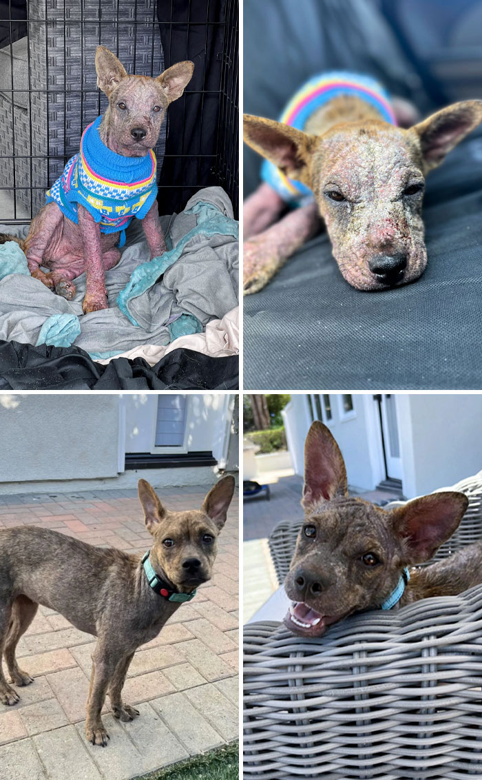 I Found Her Like This, And Now She Looks Way Better. Before vs. Now