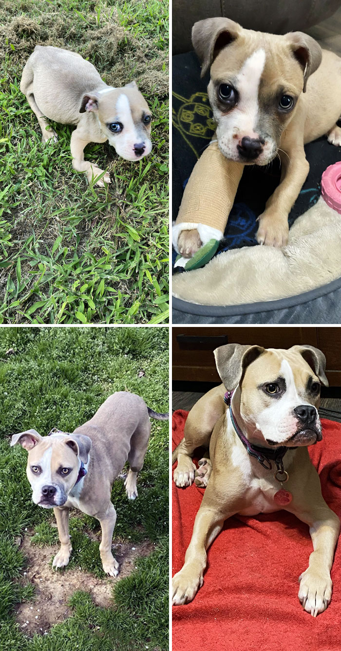 My Sweet Rainbow. She Was About 13 Weeks When She Came To Us After A Friend Found Her Dumped On The Road. She Has Come A Long Way In The Last Year And A Half