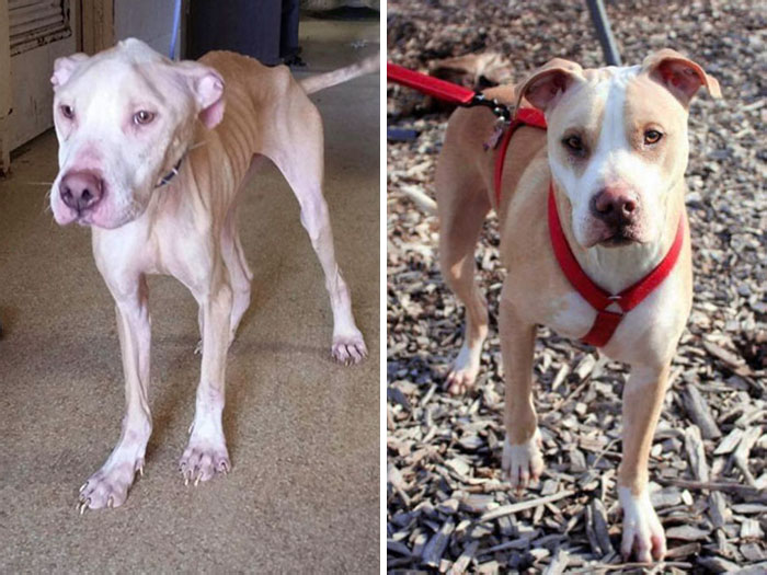 Joker Was A Bait Dog For I Don't Know How Long. It Amazes Me That From The Moment I Met Him, All He Needed Was Love To Heal