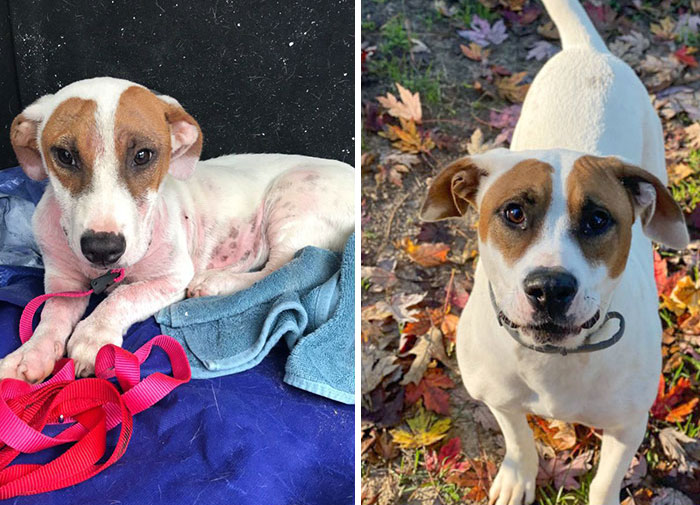 This Is Our Dog After Someone Dumped Her Out Of A Moving Car Window, Covered In Over 30 Ticks, Mites, And Missing Fur vs. Now Healthy And Happy