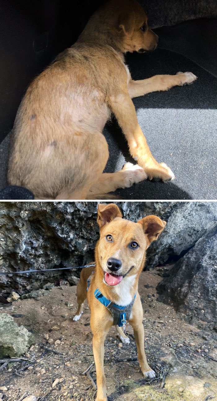 This Is Stinky Rafa. He Was About 3 Months Old When We Found Him In A Landfill. We've Had Him For Almost Two Years Now