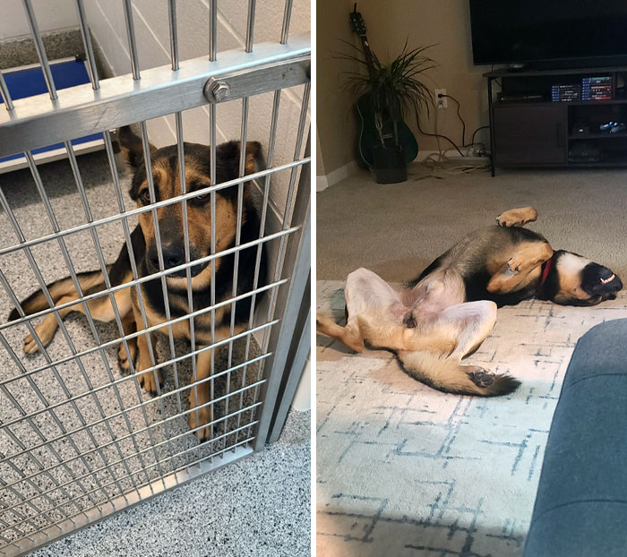 My Boy Jake. From A Shelter Dog To A Couch Potato In 6 Months. He Used To Be Scared, But Now He's Confident And Cocky