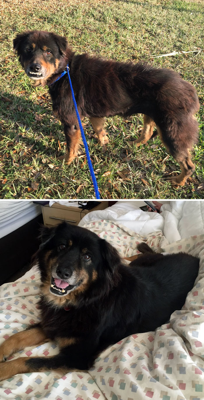 This Is Millie. The Shelter Thought She Was A Senior Due To Her Teeth And Body Condition. It Turns Out She Was Starving And Had Been Chewing On Rocks. Now She Is Fat And Happy