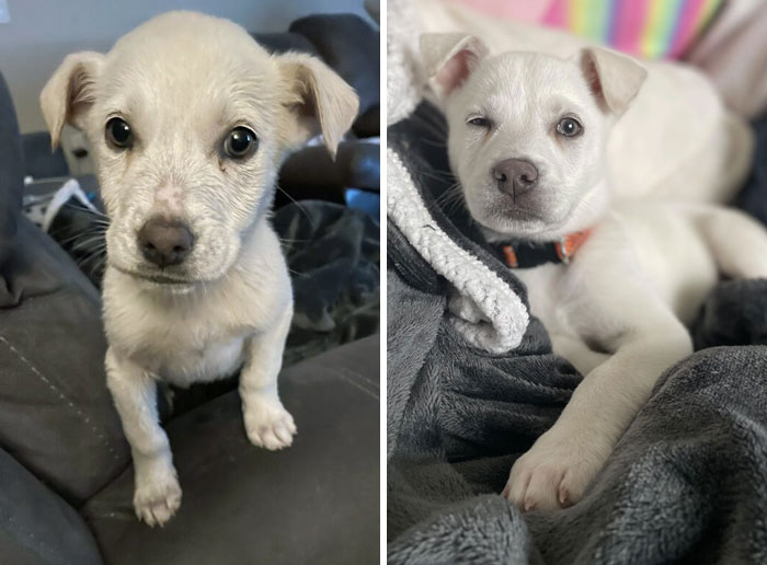 Aqua, Formerly Our Foster Puppy. She Was Found On The Side Of The Road, And I Offered My House For Fostering. When She Was Ready For Adoption, I Just Couldn't Let Her Go