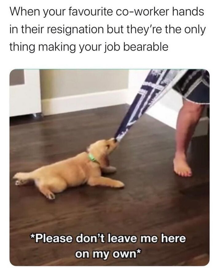 Cute puppy grabbing pant leg, captioned about losing a favorite co-worker in retail struggle meme.