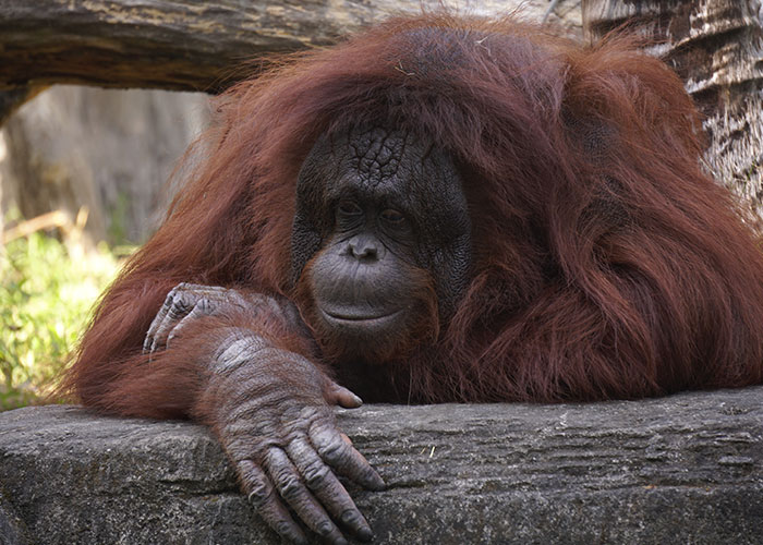 Orangutan resting on a stone platform, representing chilling answers to scary science facts proven real.