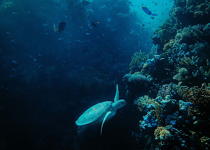 Underwater scene with a sea turtle swimming near coral, highlighting the chilling reality of deep-sea ecosystems.