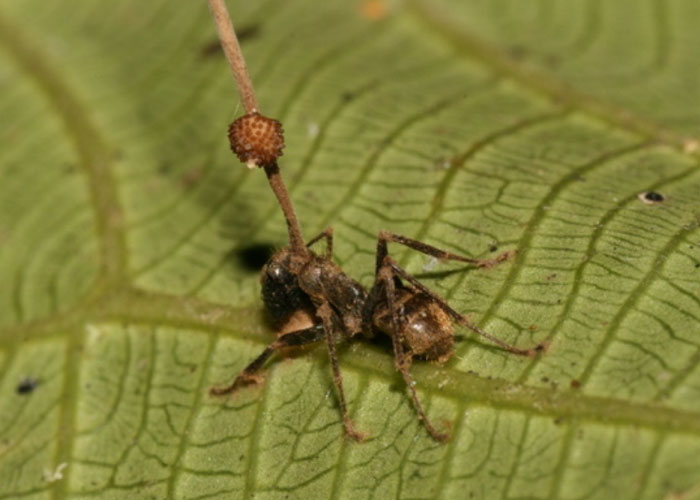 Ant infected by a parasitic fungus on a leaf, illustrating a chilling real science phenomenon.