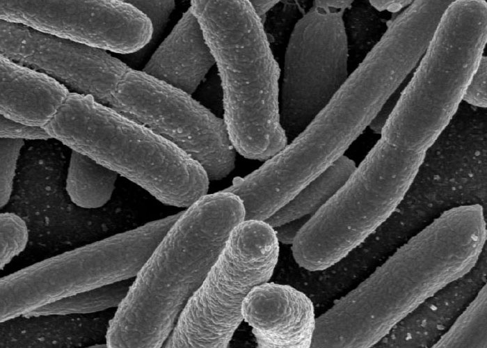 Close-up of bacteria under a microscope, illustrating a chilling real discovery proven by science.