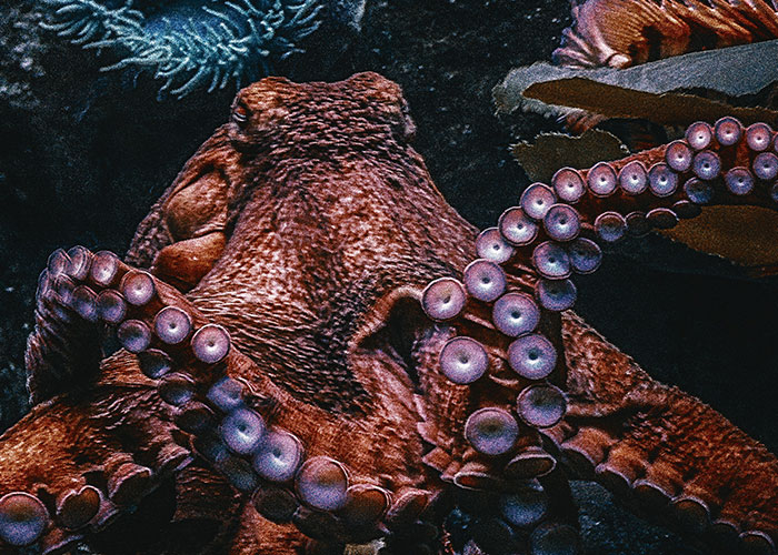 Octopus underwater, showcasing its tentacles and texture, highlighting one of science's scariest real discoveries.