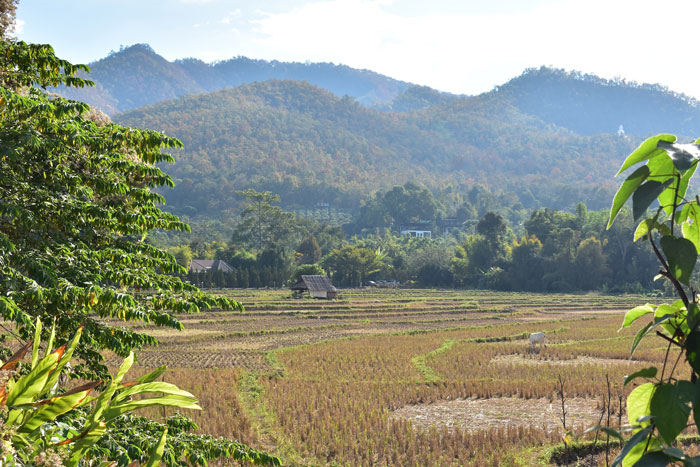 agriculture working fields surrounded by mountains 