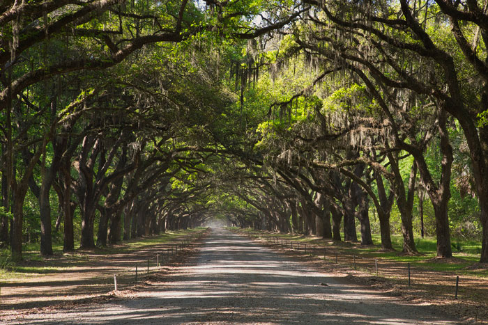 Photo of trees avenue