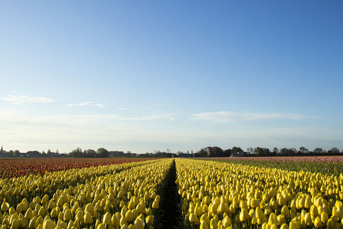 Field of tulips