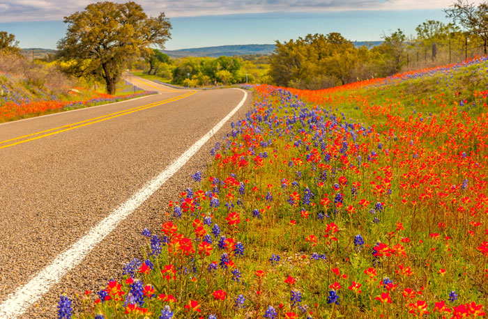 Wild flowers near the country road