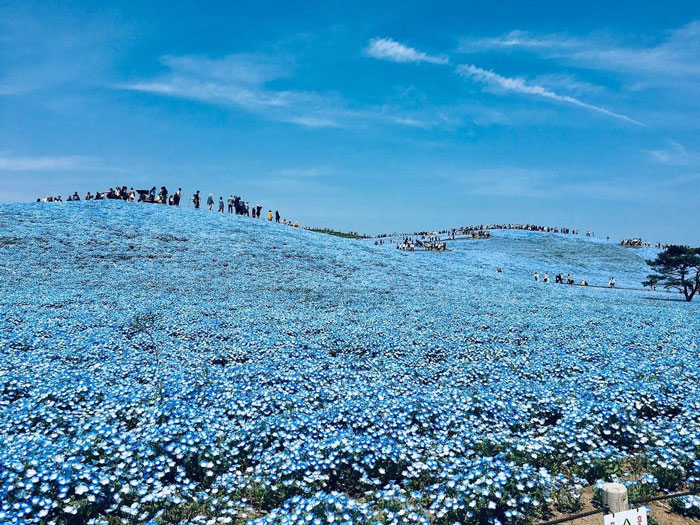 Field of blue flowers