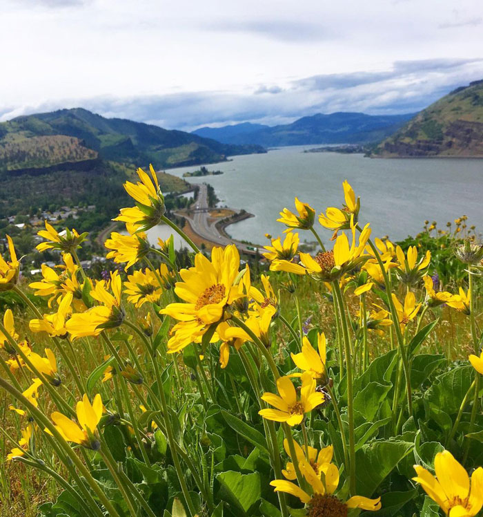 Photo of lake and flowers landscape