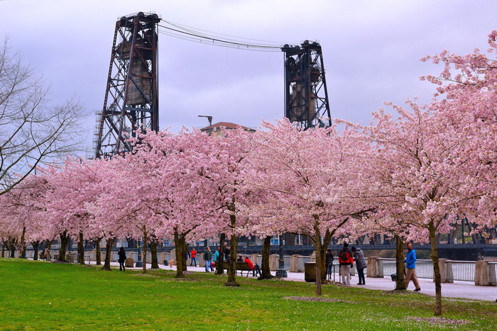 Cherry blossom trees