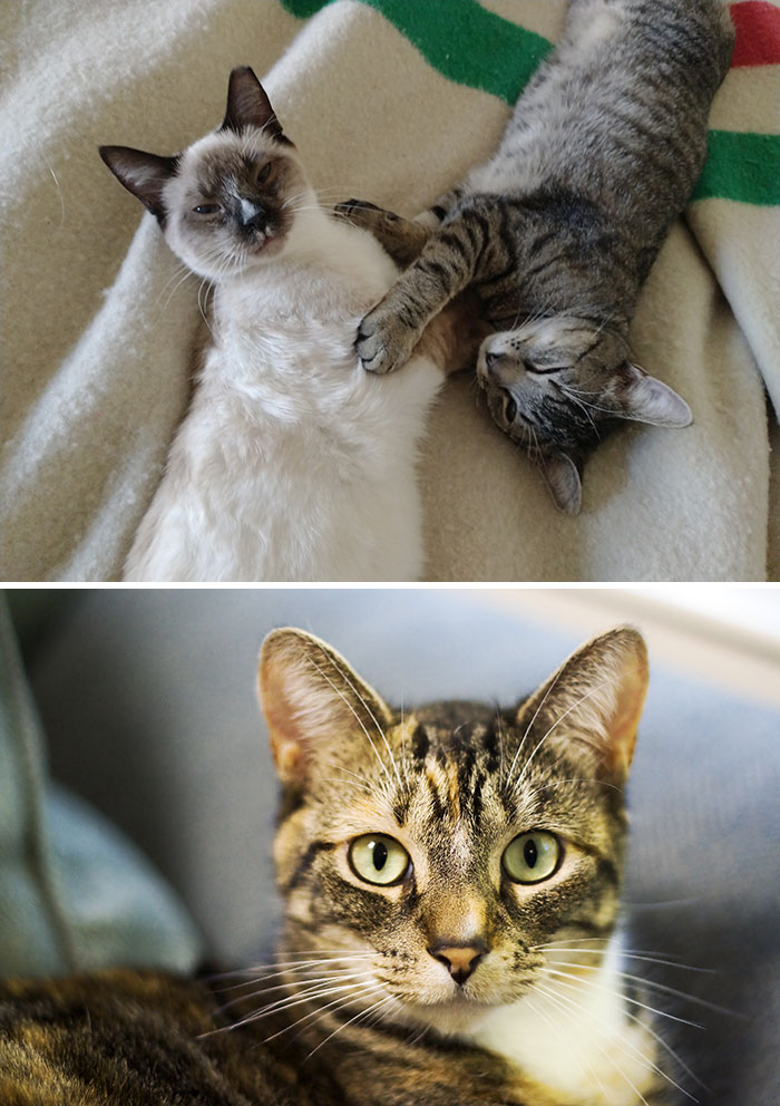 Two Cats Laying In Bed 