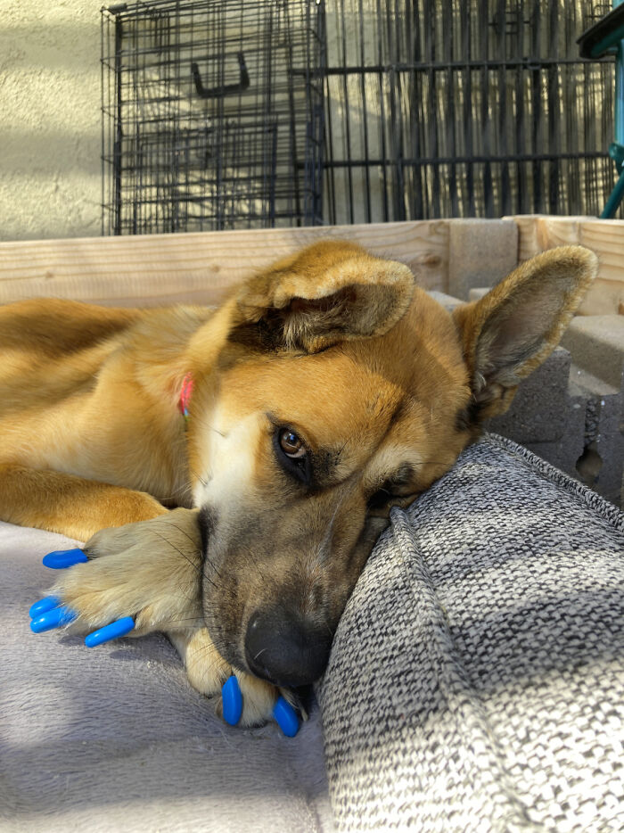 Stilgar, Distemper Survivor! Just Turned One Year Old And Showing Off His Fabulous Nails. (Gsd X Kuchi Dog Mix)
