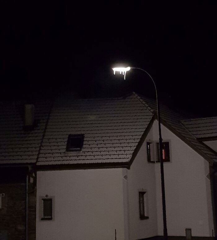The Ice On This Street Lamp Makes It Look Like The Light Is Dripping Out
