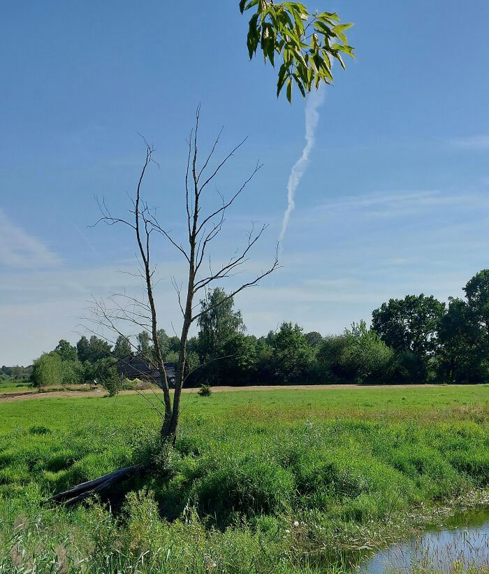 This Tree Looks Like It's Smoking