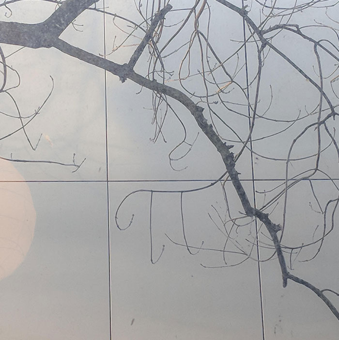 The Tree Outside My Kitchen Has An Almost Perfectly Pi Symbol Shaped Branch