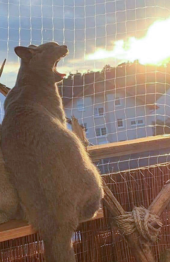 The Sunset Lighting Makes It Look Like Firebreath