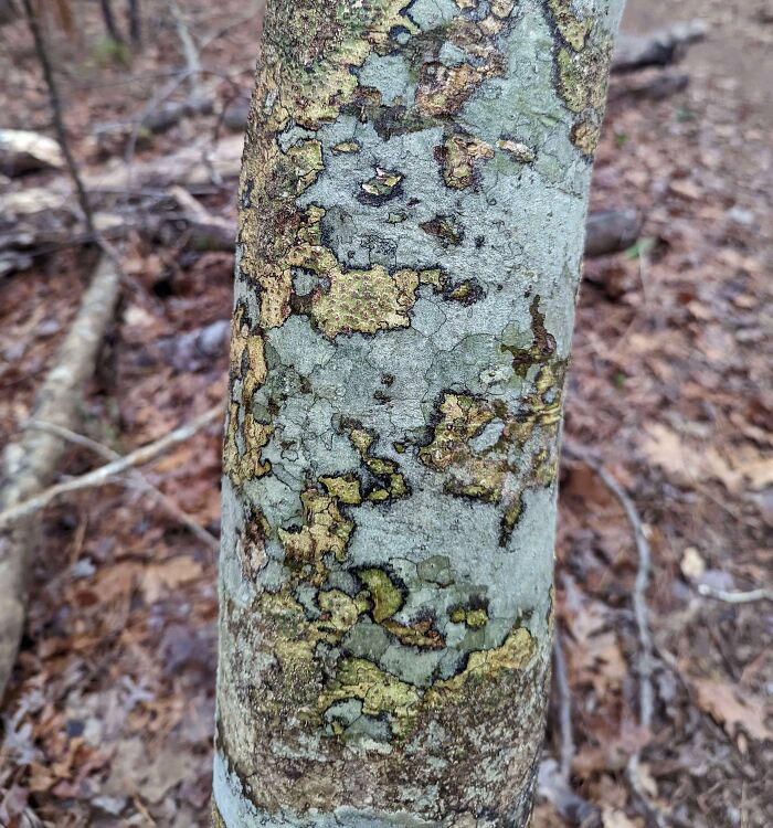 This Tree Looks Like A Map, Complete With Political Borders