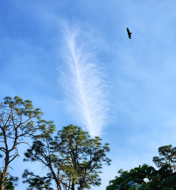 I Was Taking A Picture Of This Cloud That Looks Like A Feather When A Bird Flew Into The Shot